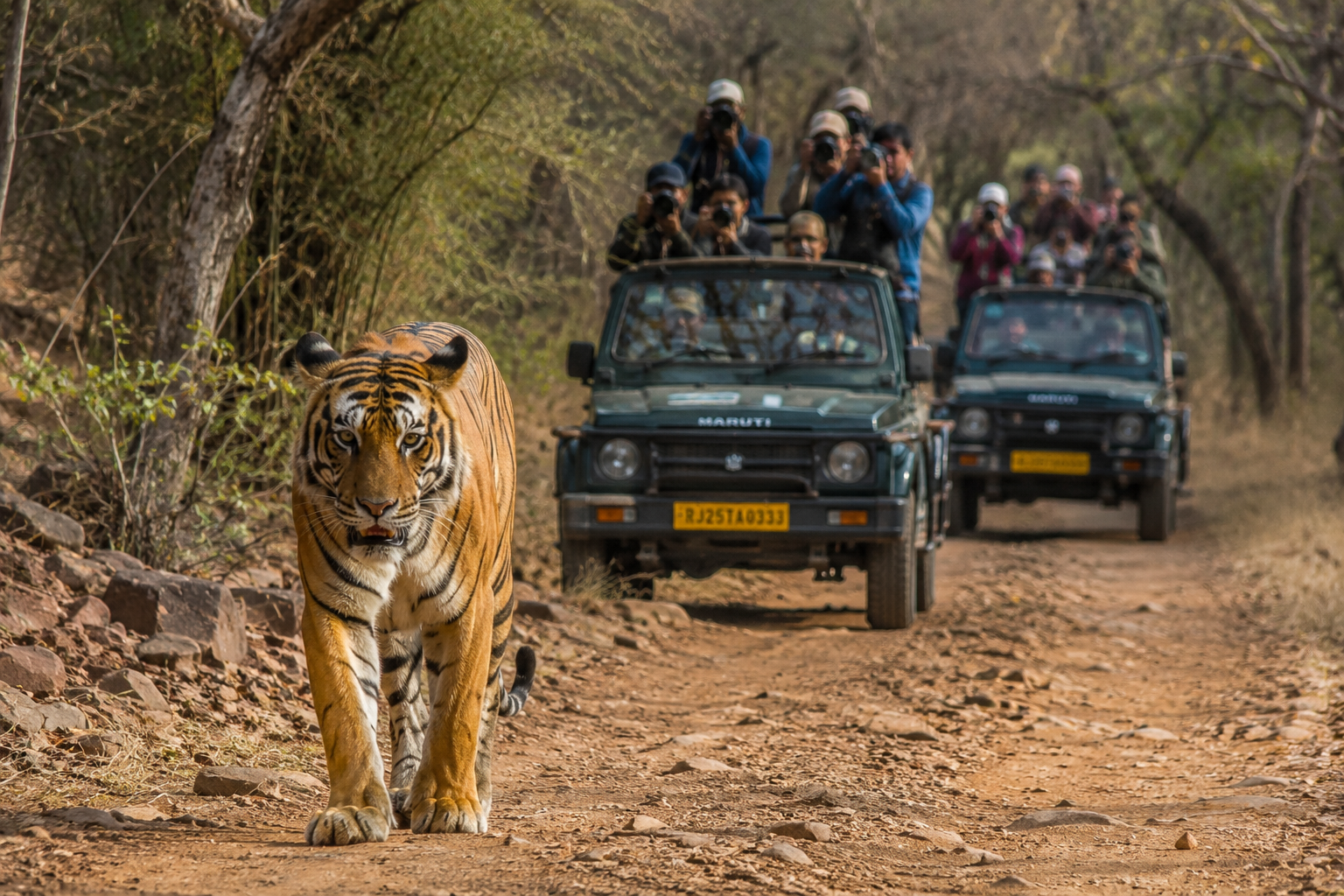 Ranthambore